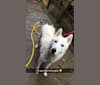 Kiba, a Siberian Husky and German Shepherd Dog mix tested with EmbarkVet.com