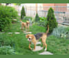 Brandy, a Treeing Walker Coonhound and American Foxhound mix tested with EmbarkVet.com