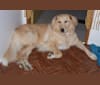 Bambi, a Great Pyrenees and Rottweiler mix tested with EmbarkVet.com