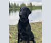 Trapper, a Labrador Retriever and Saint Bernard mix tested with EmbarkVet.com