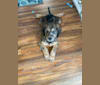 Photo of Molly, a Poodle (Standard), Labrador Retriever, and Golden Retriever mix in Columbia, SC, USA