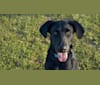 Indy, a Labrador Retriever and Golden Retriever mix tested with EmbarkVet.com