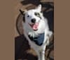 Photo of Baloo, a Siberian Husky, Golden Retriever, Australian Cattle Dog, and Norwegian Elkhound mix in Missouri, USA