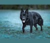 Belle, a German Shepherd Dog tested with EmbarkVet.com