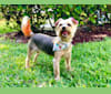 Dexter, a Yorkshire Terrier and Silky Terrier mix tested with EmbarkVet.com