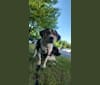 Blaze Morgia, a Treeing Walker Coonhound and Bluetick Coonhound mix tested with EmbarkVet.com
