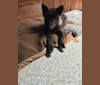 Maia a dog tested with EmbarkVet.com