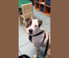 Bella Caroline, an American Pit Bull Terrier and American Staffordshire Terrier mix tested with EmbarkVet.com
