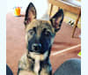 Tala, a German Shepherd Dog and Australian Cattle Dog mix tested with EmbarkVet.com