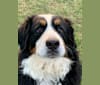 Lucy Rose, a Bernese Mountain Dog tested with EmbarkVet.com