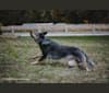 Bella, an Australian Cattle Dog tested with EmbarkVet.com