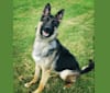 Dare, a German Shepherd Dog tested with EmbarkVet.com