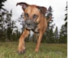 Bodie, a Boxer and German Shepherd Dog mix tested with EmbarkVet.com