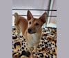 Yoshi, a Japanese or Korean Village Dog tested with EmbarkVet.com