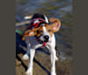 Gerald, a Treeing Walker Coonhound tested with EmbarkVet.com
