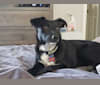 Cleo, an Australian Cattle Dog and German Shepherd Dog mix tested with EmbarkVet.com