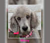 Mercy, a Poodle (Standard) tested with EmbarkVet.com