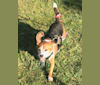 Archie, a Beagle tested with EmbarkVet.com