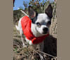 Kitt, a Chihuahua tested with EmbarkVet.com