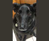 Camilla, a Doberman Pinscher and Australian Cattle Dog mix tested with EmbarkVet.com