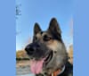 Puck, a German Shepherd Dog and Siberian Husky mix tested with EmbarkVet.com
