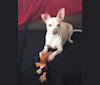 Olaf, a Chihuahua (10.0% unresolved) tested with EmbarkVet.com