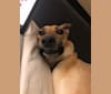 Photo of Momo, a German Shepherd Dog, Labrador Retriever, Golden Retriever, and Mixed mix in San Diego, California, USA