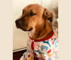 Kube, a Staffordshire Terrier and Labrador Retriever mix tested with EmbarkVet.com