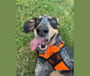 Odin, a Bluetick Coonhound tested with EmbarkVet.com