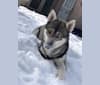 Kleo, a Siberian Husky and German Shepherd Dog mix tested with EmbarkVet.com