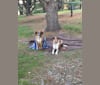 Bunjee, a Treeing Walker Coonhound and Australian Shepherd mix tested with EmbarkVet.com