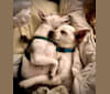 Buffer, a Chihuahua and Shih Tzu mix tested with EmbarkVet.com
