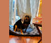 Ripley, an Australian Cattle Dog and Labrador Retriever mix tested with EmbarkVet.com