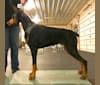 Ryka, a Doberman Pinscher tested with EmbarkVet.com