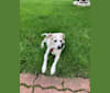 Abbie, a Rat Terrier and Beagle mix tested with EmbarkVet.com
