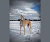 Photo of P Kay Ruger "Rogue", a Greyhound  in Oklahoma, USA