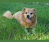 Gizmo, a Pug and Shih Tzu mix tested with EmbarkVet.com