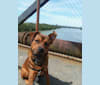 Photo of Oso, a Rottweiler and American Pit Bull Terrier mix in McKinleyville, California, USA