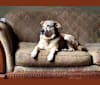 Chase, an American Pit Bull Terrier and Great Pyrenees mix tested with EmbarkVet.com