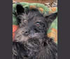 Ziggy Stardust, a Chihuahua and Poodle (Small) mix tested with EmbarkVet.com