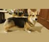 Ukc Ch. Winddancers Shiny and New RN RI BCAT, a Pembroke Welsh Corgi tested with EmbarkVet.com