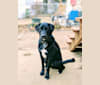 Lou, a Labrador Retriever and American Bulldog mix tested with EmbarkVet.com