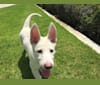 Bella, a German Shepherd Dog tested with EmbarkVet.com