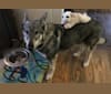 Wylie, a German Shepherd Dog and Siberian Husky mix tested with EmbarkVet.com