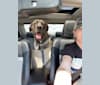 Photo of Ragnar Lothbrok, a Great Dane, Neapolitan Mastiff, Dogue de Bordeaux, and Mastiff mix in San Angelo, TX, USA