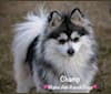 Champ, a Pomsky tested with EmbarkVet.com