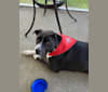 Roger, an American Bully and Rat Terrier mix tested with EmbarkVet.com