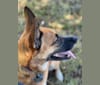Gidget, an Australian Cattle Dog and Border Collie mix tested with EmbarkVet.com