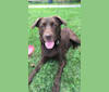 Kaya, a Labrador Retriever and Golden Retriever mix tested with EmbarkVet.com