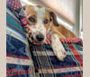 Langston Hughes, a Beagle and Australian Shepherd mix tested with EmbarkVet.com